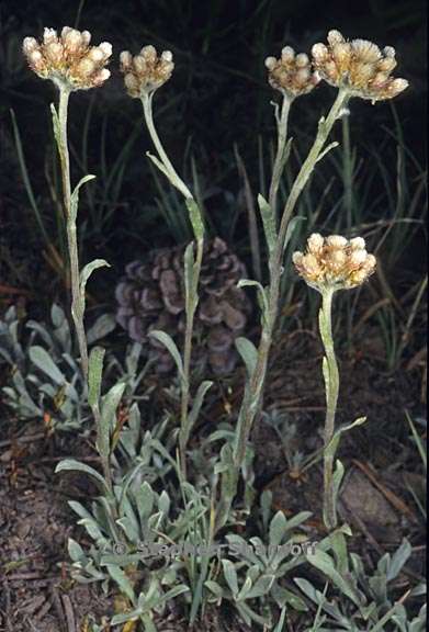 antennaria rosea ssp rosea 2 graphic